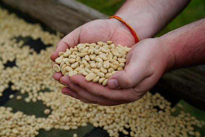 Private Meru Coffee Tour in Nkoaranga - The Small Things stop: from red berries to your cup