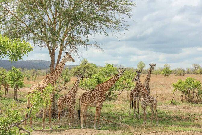 Private Mikumi Adventure - Day 1: the Dar es Salaam to Mikumi transfer (and why lunch matters)