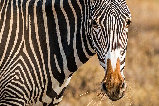 Private Multi-Day Tour in Tanzania Safari - A private 4x4 week across Tanzania’s most famous parks
