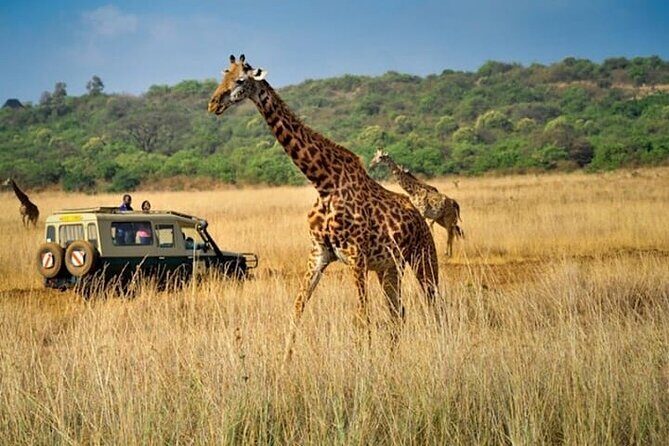 Private Multi-Day Tour in Tanzania Safari - Serengeti Day 2: more hours on the plains and a reminder about birdlife