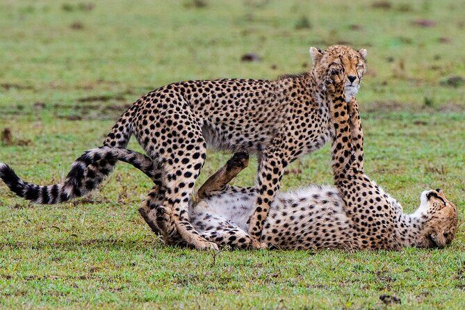 Private Multi-Day Tour in Tanzania Safari - Tarangire Day 2: the final morning and the drive back
