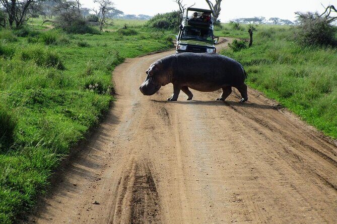 Private Multi-Day Tour in Tanzania Safari - Serengeti Day 1: first light, a safari breakfast, and real open-country scale