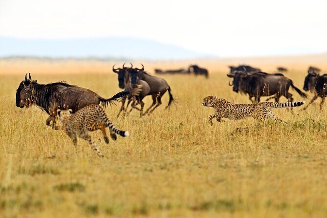 Private Safari in Tarangire National Park - Key highlights at a glance