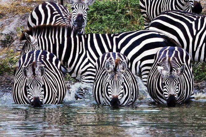 Private Safari in Tarangire National Park - Why Tarangire National Park feels calmer than the usual safari route