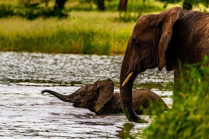Private Safari in Tarangire National Park - The afternoon drive: why the second half of the day matters