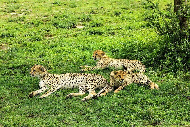 Private Safari in Tarangire National Park - Picnic lunch inside the safari rhythm (and what’s included)