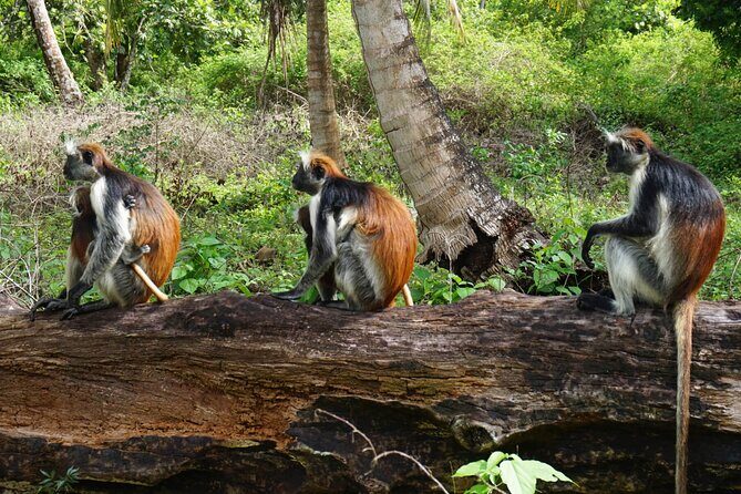 Private Stone Town & Spice Farm Tour - What makes the guides matter for this tour