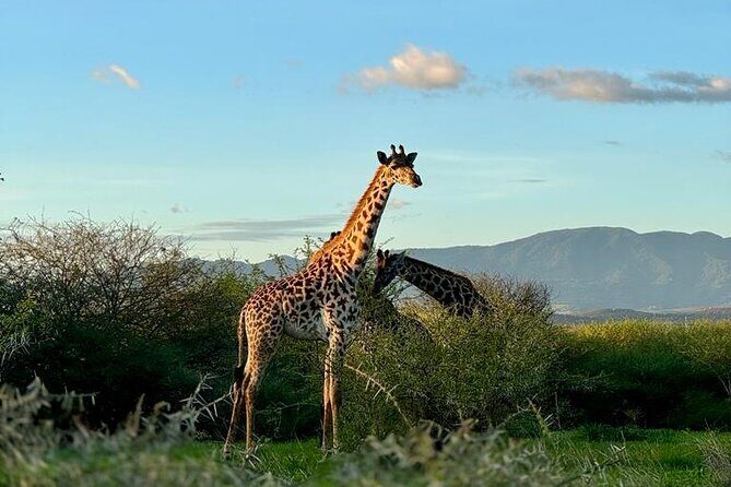 Private Walking Tour with Giraffes - Quick take: what you’re paying for