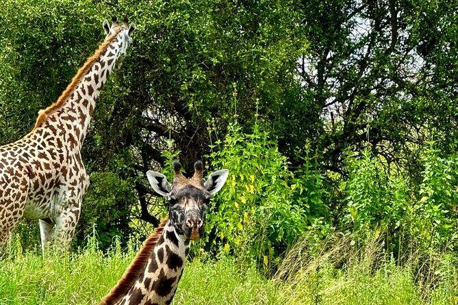 Private Walking Tour with Giraffes - The schedule: 1 hour 20 minutes that stays focused