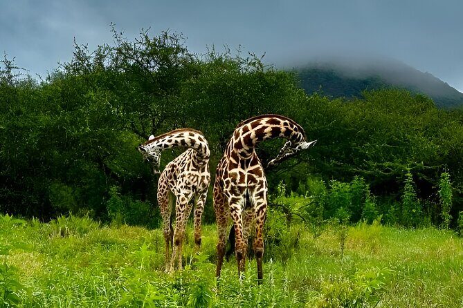 Private Walking Tour with Giraffes - What’s included (and what that means for value)