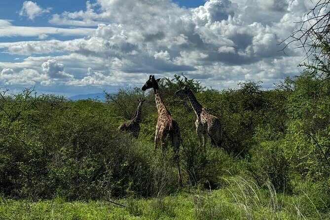 Private Walking Tour with Giraffes - When to go and how to prepare