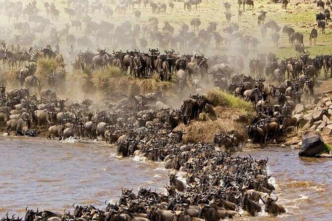 PRIVATE Wildebeest Calving Safari, Tanzania, January to March - Getting to Moshi and starting early in Kilimanjaro country