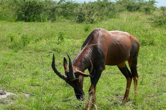 PRIVATE Wildebeest Calving Safari, Tanzania, January to March - Price and logistics: what $2,400.40 buys you in real comfort