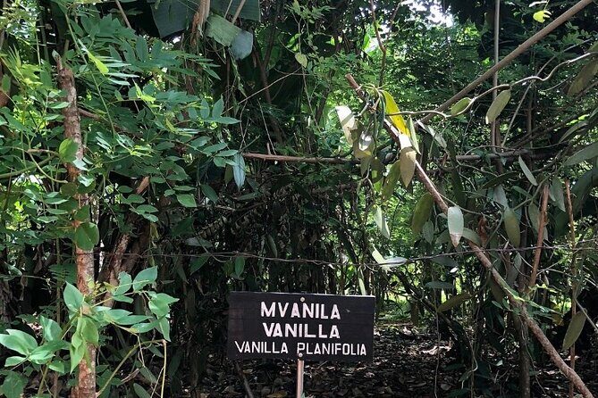 Private Zanzibar Spice Farm Tour - Tastings and the guess-that-spice game
