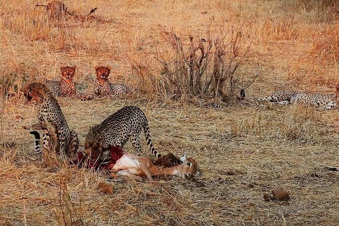 Ruaha National Park And Mikumi National Park Budget Safari 6 Days 5 Nights - From Dar es Salaam to Mikumi: your day-one safari starts fast