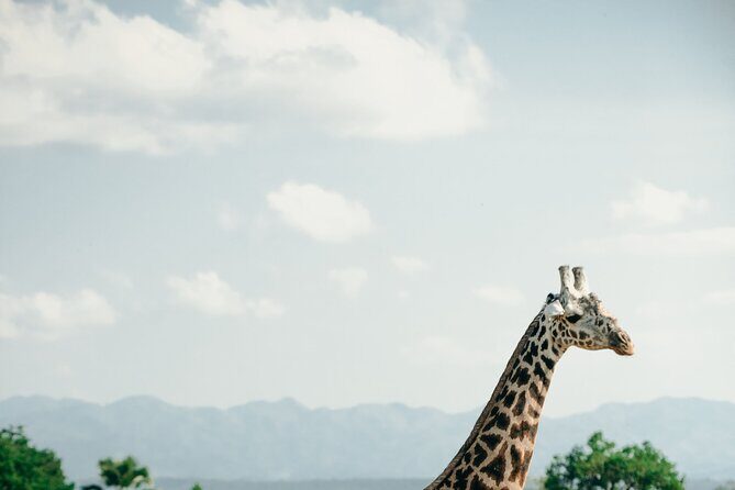 Ruaha National Park And Mikumi National Park Budget Safari 6 Days 5 Nights - Price and value: what $1,950 covers (and what it doesn’t)