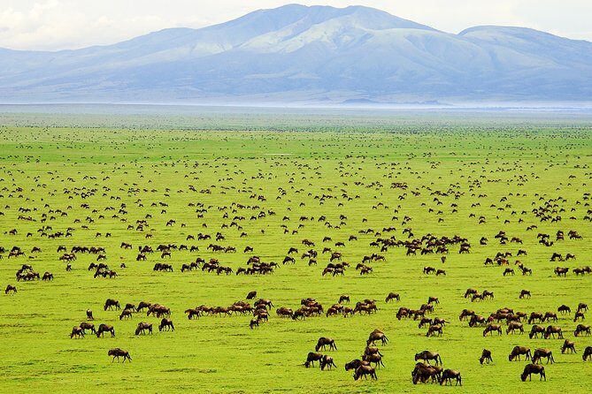 Saadani Day Trip - Key Points I’d Plan Around