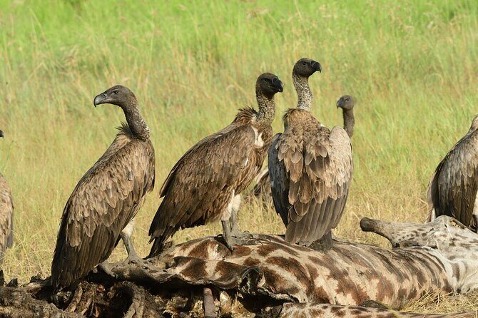 Saadani Day Trip - Saadani’s Big Twist: Coastal Safari Without the Long Haul