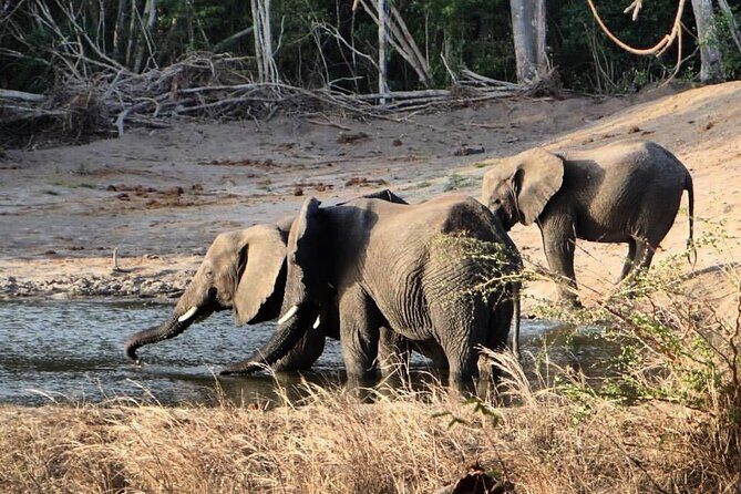 Saadani National Park Day Tour - How “four Big Five” plays out in your expectations