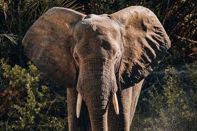Saadani National Park Day Tour - Value check: what $480 per person really covers