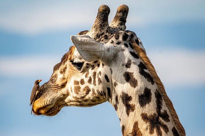 Saadani National Park Day Tour - A game drive where the bush turns into beach country