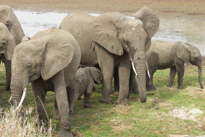 Safari & Culture - Ngorongoro Crater: the “inside view” of a natural amphitheater