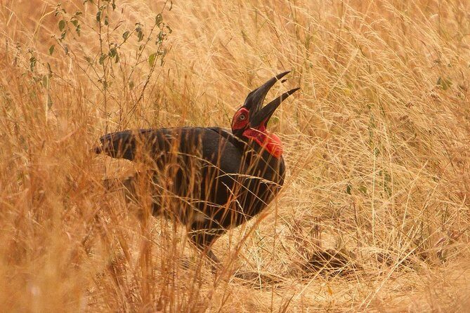 Safari & Culture - Lake Eyasi and Ngorongoro Conservation Area: bushmen life and Datoga jewelry