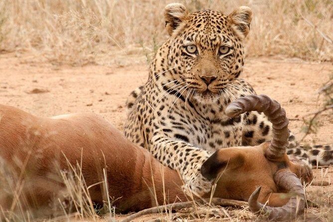 Safari Excelente y Safari lujos Tanzania - A Six-Park Road Trip That Feels Tailor-Made in Arusha