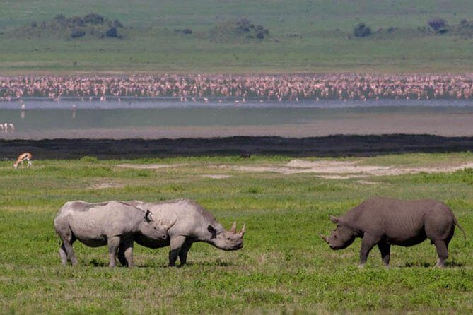 Safari "Kifaru" - 5 days in the most famous Parks in the world - Lake Manyara starts the safari engine (and sets expectations)