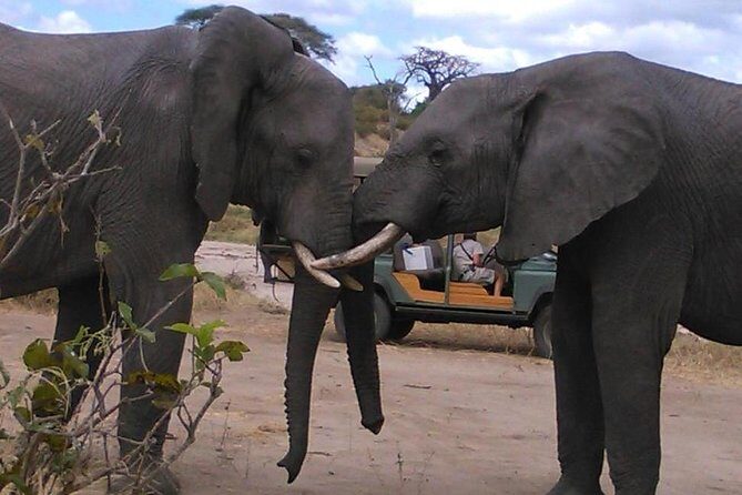 Safari "Kifaru" - 5 days in the most famous Parks in the world - Serengeti: open sightlines and the big seasonal story