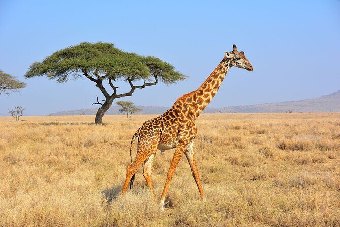 Safari "Kifaru" - 5 days in the most famous Parks in the world - Ngorongoro Conservation Area: UNESCO status and Maasai settlement rights