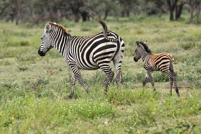 Safari "Kifaru" - 5 days in the most famous Parks in the world - Mto wa Mbu: an easy add-on for real rural Tanzania