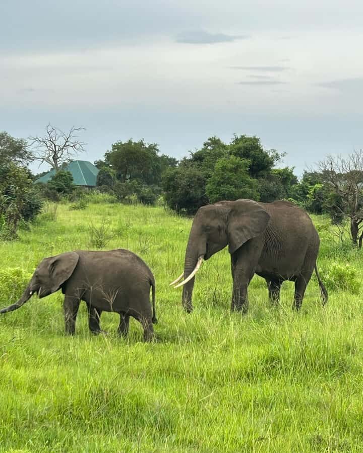 SAFARI WILDLIFE 3 DAYS 2 NIGHT FROM ZANZIBAR TO MIKUMI - Zanzibar to Mikumi: how the route really moves