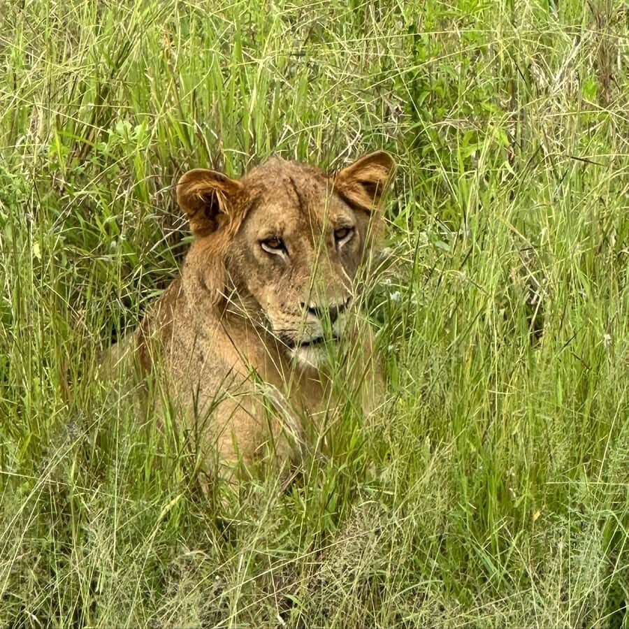 SAFARI WILDLIFE 3 DAYS 2 NIGHT FROM ZANZIBAR TO MIKUMI - Mikumi National Park full-day game drive: where good visibility pays off