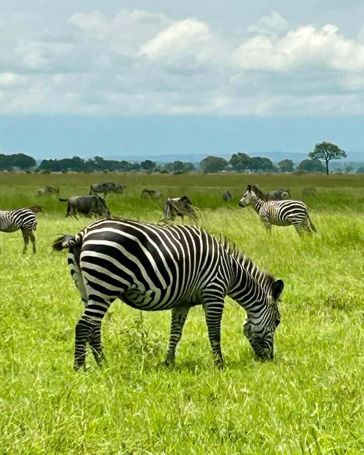 SAFARI WILDLIFE 3 DAYS 2 NIGHT FROM ZANZIBAR TO MIKUMI - Your lodge and meals: included food, but don’t ignore the timing