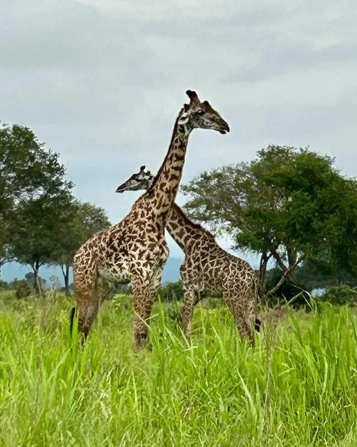 SAFARI WILDLIFE 3 DAYS 2 NIGHT FROM ZANZIBAR TO MIKUMI - Price and value: is $760 per person a smart deal?