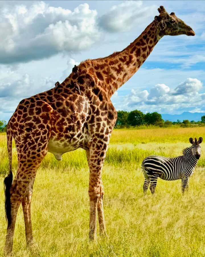 SAFARI WILDLIFE 3 DAYS 2 NIGHT FROM ZANZIBAR TO MIKUMI - Who this trip suits—and who should rethink it