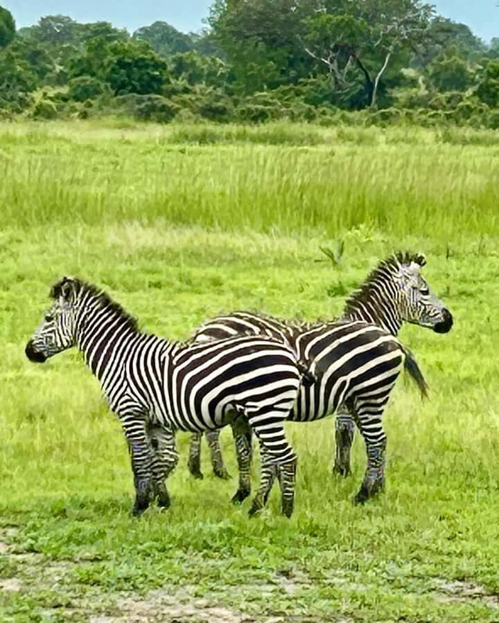 SAFARI WILDLIFE 3 DAYS 2 NIGHT FROM ZANZIBAR TO MIKUMI - Should you book this Mikumi safari from Zanzibar?