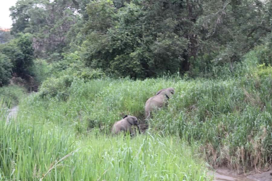 SAFARI WILDLIFE 3 DAYS 2 NIGHT FROM ZANZIBAR TO MIKUMI - FAQ