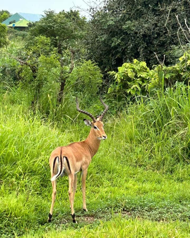 SAFARI WILDLIFE 3 DAYS 2 NIGHT FROM ZANZIBAR TO MIKUMI - Day 1 in Morogoro: Maasai village first, animals second