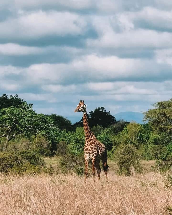 SAFARI WILDLIFE FROM ZANZIBAR TO MIKUMI 3 DAYS AND 2 NIGHTS - Key highlights to know before you go