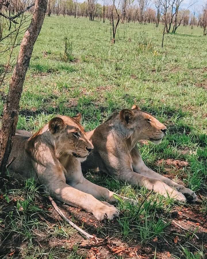 SAFARI WILDLIFE FROM ZANZIBAR TO MIKUMI 3 DAYS AND 2 NIGHTS - Getting From Zanzibar to Mikumi Without Flying