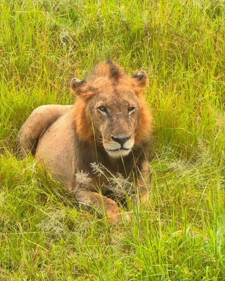 SAFARI WILDLIFE FROM ZANZIBAR TO MIKUMI 3 DAYS AND 2 NIGHTS - Mikumi Game Drives: Grasslands, Good Visibility, and the Big Cats