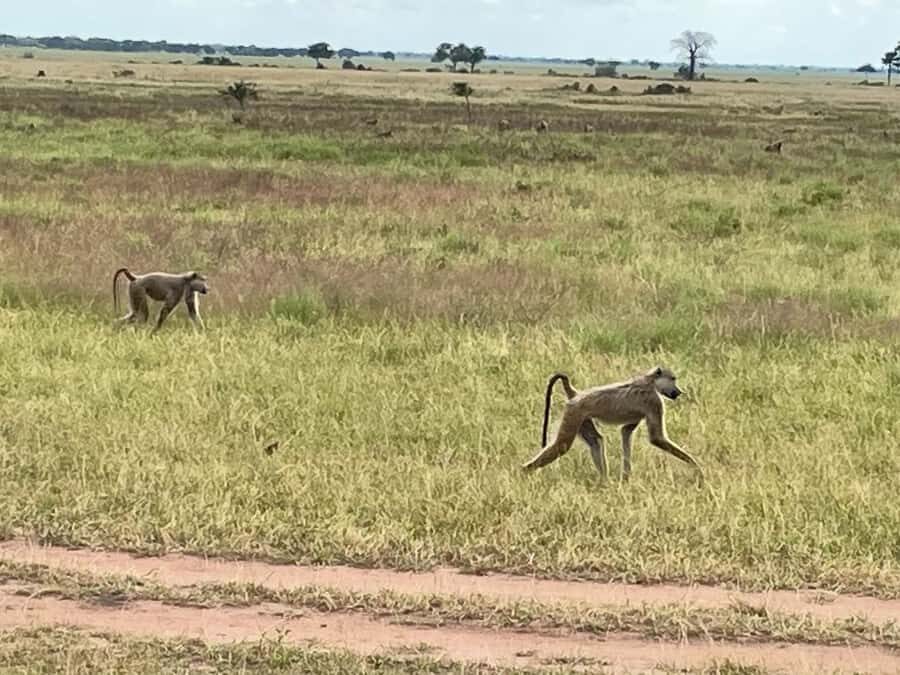 SAFARI WILDLIFE FROM ZANZIBAR TO MIKUMI 3 DAYS AND 2 NIGHTS - Hippos and Crocodiles: Why Afternoon Timing Helps
