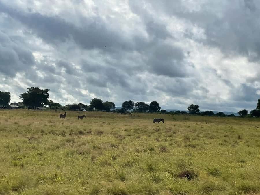 SAFARI WILDLIFE FROM ZANZIBAR TO MIKUMI 3 DAYS AND 2 NIGHTS - Evening Game Drive: When the Park Shifts