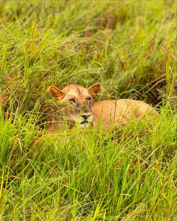 SAFARI WILDLIFE FROM ZANZIBAR TO MIKUMI 3 DAYS AND 2 NIGHTS - Who Should Book This Zanzibar to Mikumi Safari?