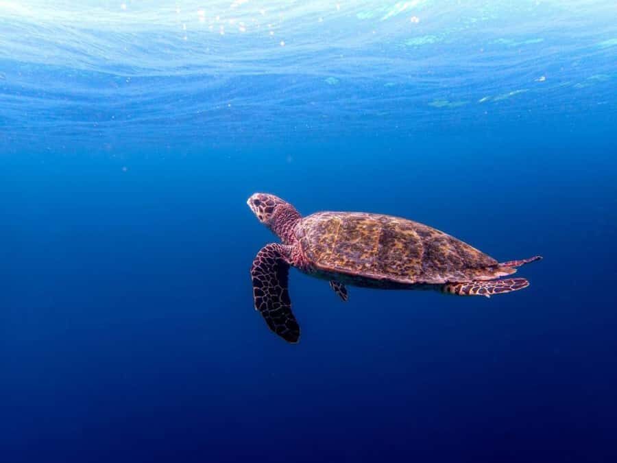 Salaam Cave, Starfish Adventure, The Rock Lunch, Kuza Cave - Salaam Cave snorkeling with sea turtles: clearer water, calmer style