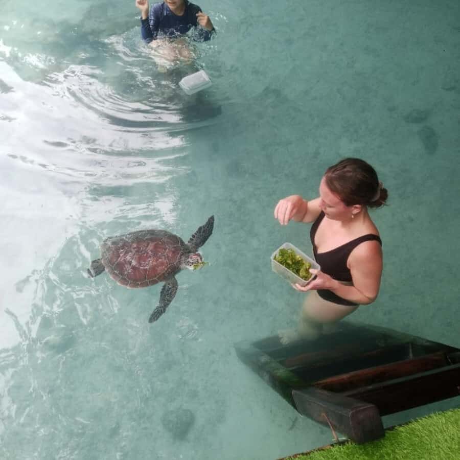 SALAAM CAVE: Swim with turtles & Dine at The Rock Restaurant - Key highlights you should know