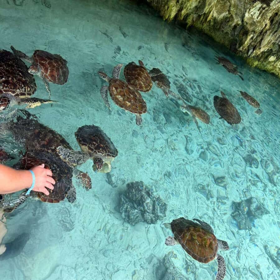 SALAAM CAVE: Swim with turtles & Dine at The Rock Restaurant - Guides and drivers: where the day gets better than the checklist
