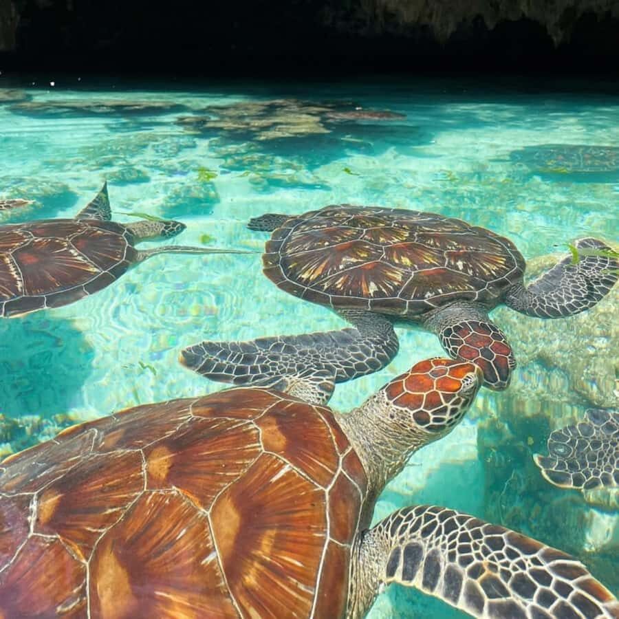 SALAAM CAVE: Swim with turtles & Dine at The Rock Restaurant - Price and value: how $60 per person makes sense